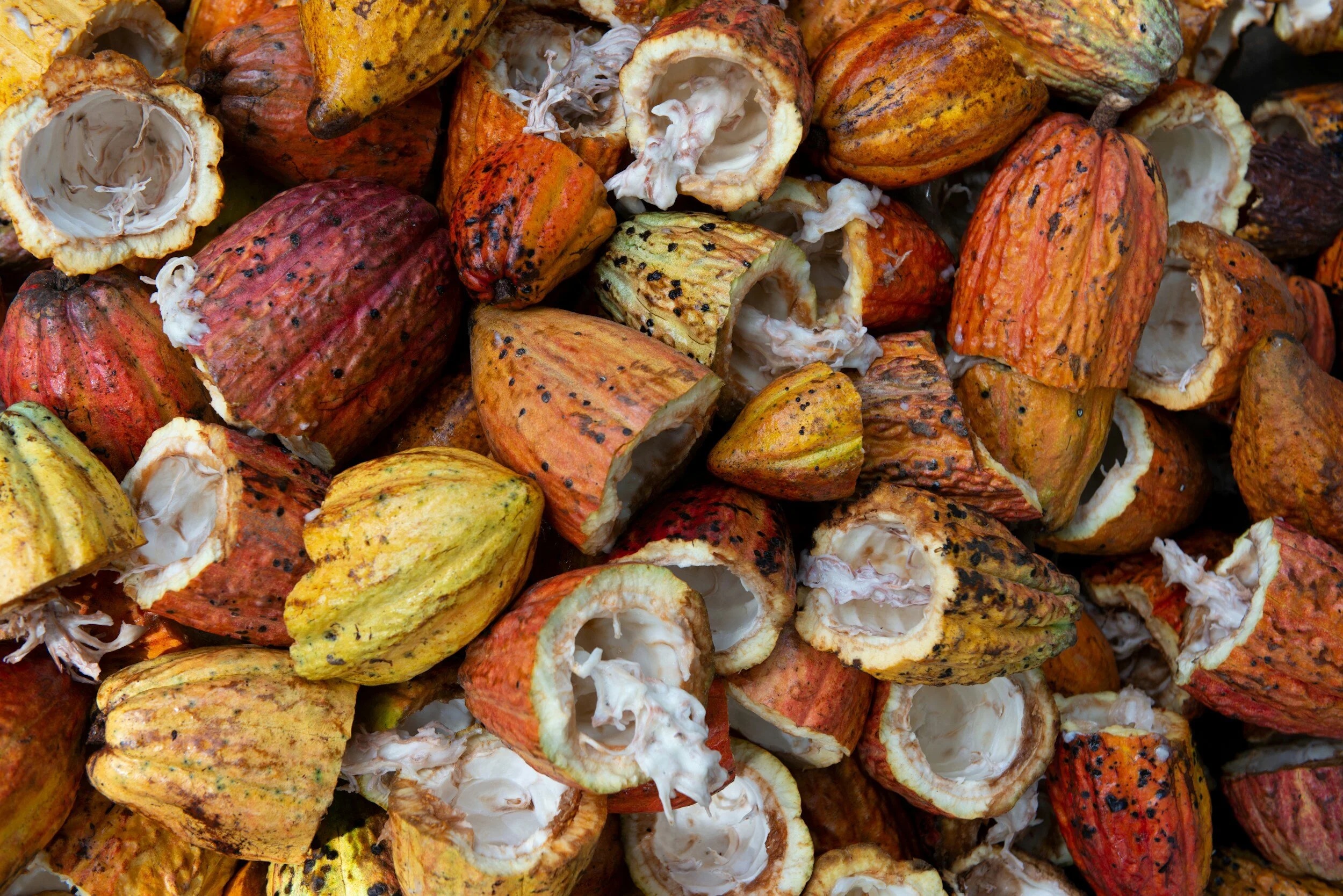 Cacao ceremony at Amansala